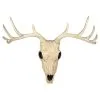 Seasons (HK) Ltd. 21-Inch Buck Skull Decoration