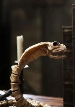 Seasons (HK) Ltd. 39-Inch Cobra Skeleton Prop -Skeletons And Skulls Sales Shop 39 cobra skeleton halloween decoration alt 2 update 1