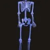 Seasons (HK) Ltd. 60 Inch Blacklight Ghostly Skeleton Halloween Prop 2 Seasons (HK) Ltd. 60 Inch Blacklight Ghostly Skeleton Halloween Prop -Skeletons And Skulls Sales Shop 60 blacklight ghostly skeleton update
