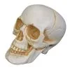 Sunstar Industries 7" Realistic Talking Skull Decoration