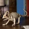 Seasons (HK) Ltd. 8-Inch Lizard Skeleton Prop
