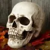 Sunstar Industries Deluxe Realistic Skull Prop